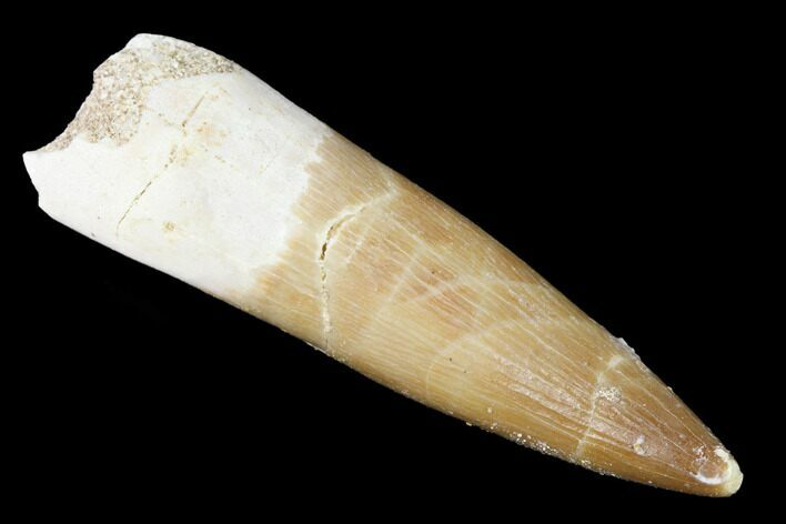 Fossil Plesiosaur (Zarafasaura) Tooth - Morocco #166735